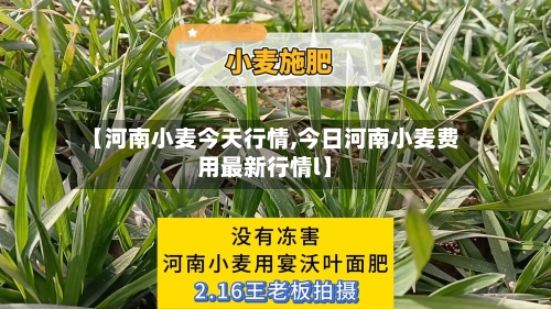 【河南小麦今天行情,今日河南小麦费用最新行情l】-第1张图片