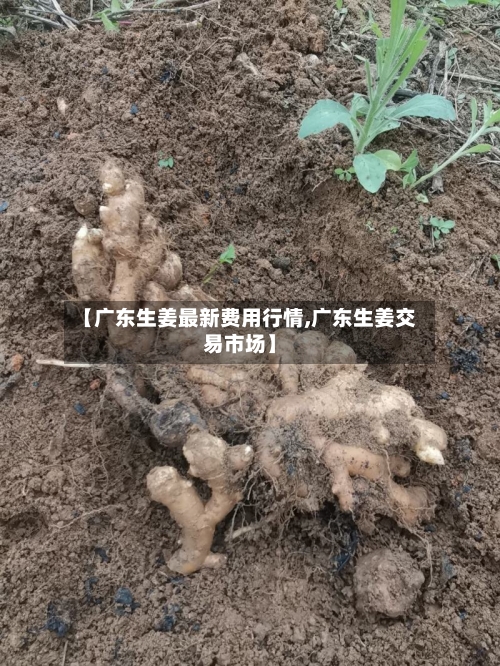 【广东生姜最新费用行情,广东生姜交易市场】-第1张图片