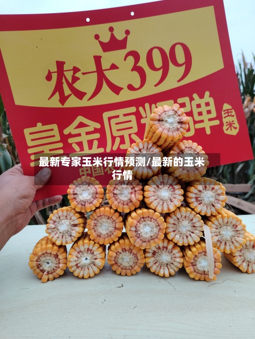 最新专家玉米行情预测/最新的玉米行情