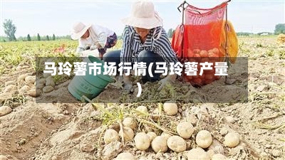 马玲薯市场行情(马玲薯产量)-第1张图片