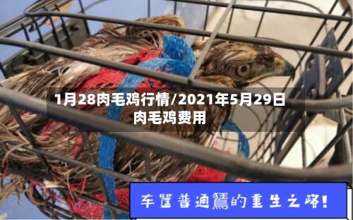 1月28肉毛鸡行情/2021年5月29日肉毛鸡费用-第1张图片