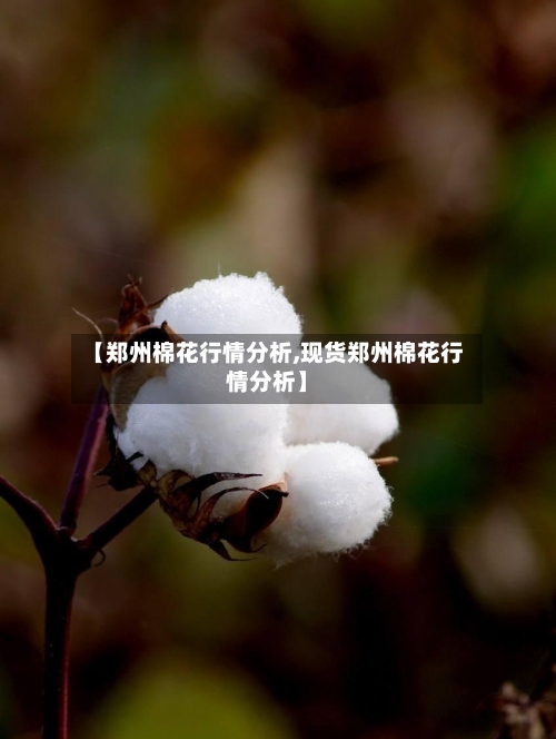 【郑州棉花行情分析,现货郑州棉花行情分析】-第1张图片