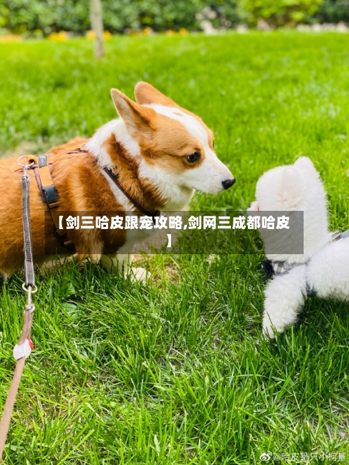 【剑三哈皮跟宠攻略,剑网三成都哈皮】-第1张图片