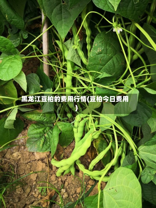 黑龙江豆柏的费用行情(豆柏今日费用)-第1张图片