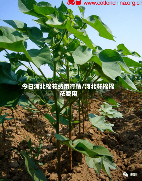 今日河北棉花费用行情/河北籽棉棉花费用-第1张图片