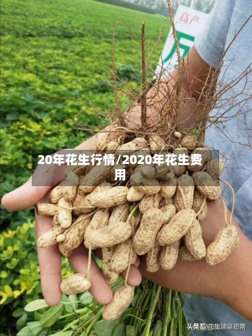 20年花生行情/2020年花生费用-第1张图片