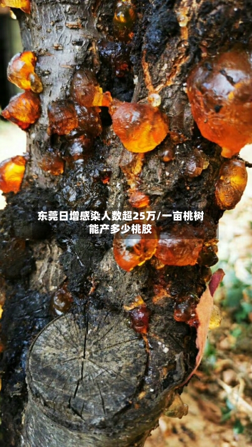东莞日增感染人数超25万/一亩桃树能产多少桃胶-第1张图片