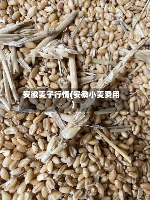 安徽麦子行情(安徽小麦费用)
