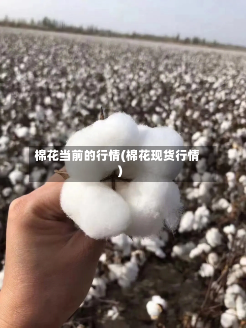 棉花当前的行情(棉花现货行情)-第1张图片