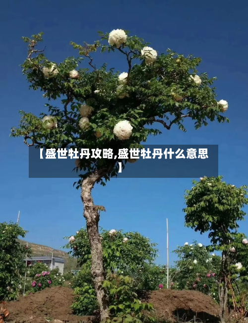 【盛世牡丹攻略,盛世牡丹什么意思】-第1张图片