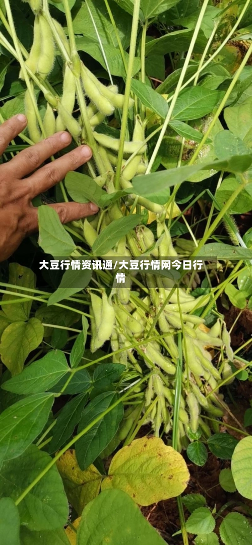 大豆行情资讯通/大豆行情网今日行情-第3张图片