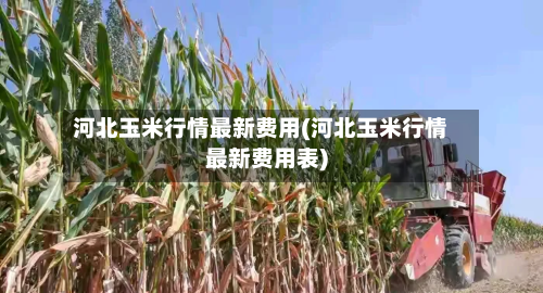 河北玉米行情最新费用(河北玉米行情最新费用表)