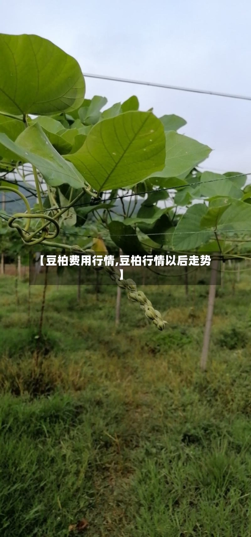 【豆柏费用行情,豆柏行情以后走势】-第2张图片