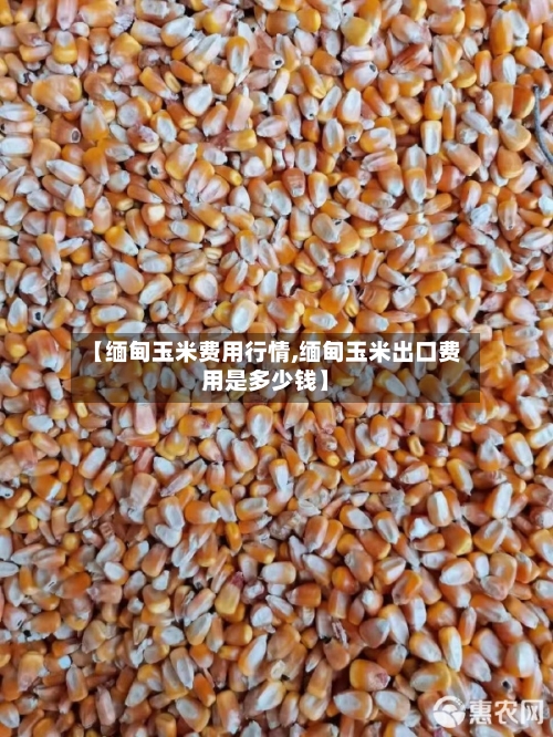 【缅甸玉米费用行情,缅甸玉米出口费用是多少钱】-第2张图片