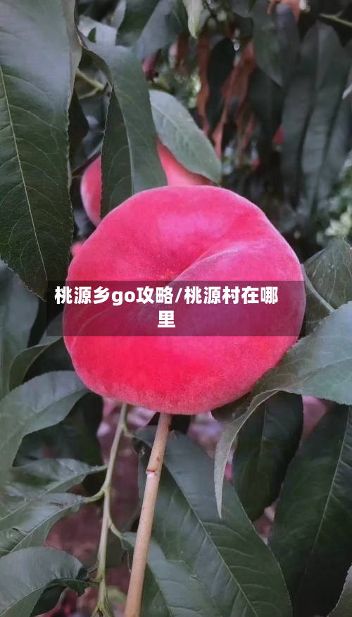 桃源乡go攻略/桃源村在哪里