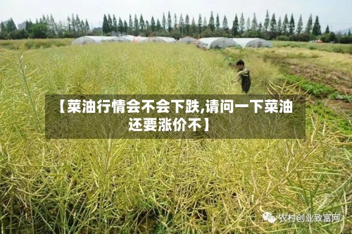 【菜油行情会不会下跌,请问一下菜油还要涨价不】