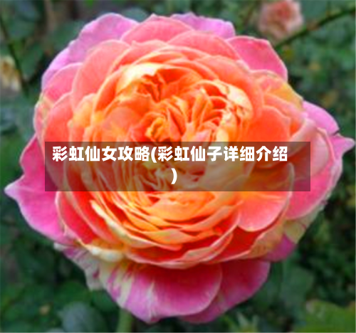 彩虹仙女攻略(彩虹仙子详细介绍)