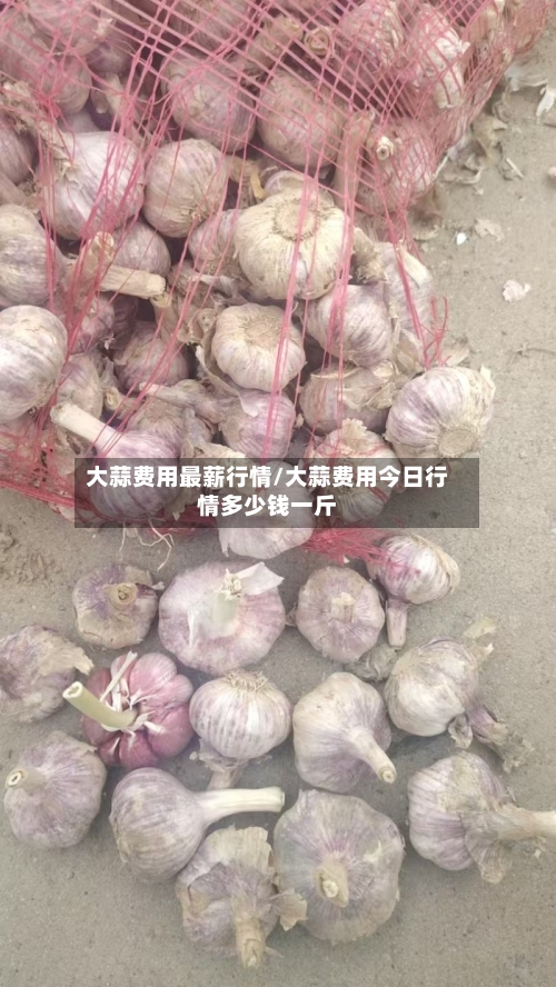 大蒜费用最薪行情/大蒜费用今日行情多少钱一斤-第2张图片